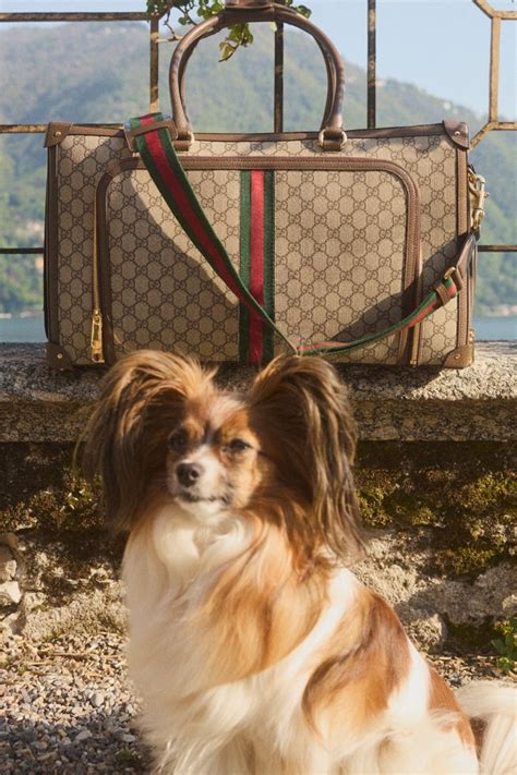 gucci pet bruin|mytheresa Gucci pets.